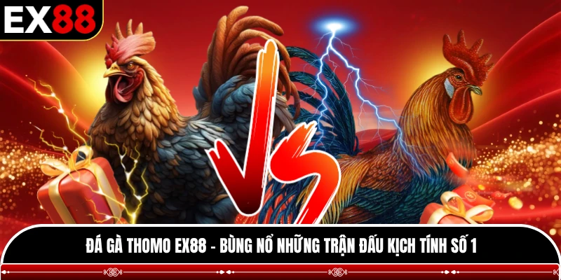 Đá gà Thomo